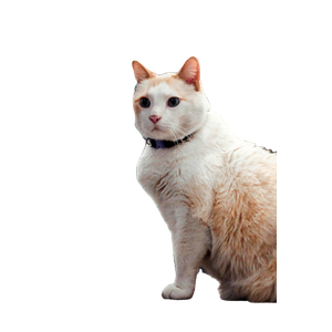 Charming Feline Relaxing In A Vibrant Mexican Library Filled With Bookshelves. 12684 - Cat PNG image with transparent background